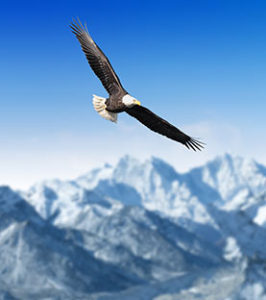 g-acua-helps-you-soar-like-an-eagle G-ACUA Corporate University Design Programmes Can Help Your Business Soar